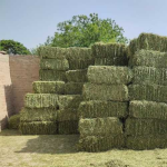 Alfalfa Hay