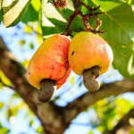 Cashew Nuts